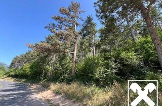 Grundstück zu kaufen in 2732 Unterhöflein, Waldparzelle in Unterhöflein