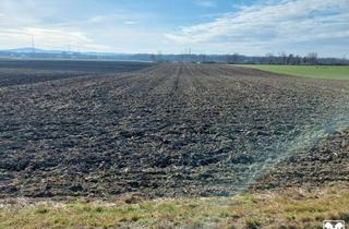 Grundstück zu kaufen in 3464 Schmida, TOLLE ACKERFLÄCHE MIT GUTER BONITÄT IN SCHMIDA