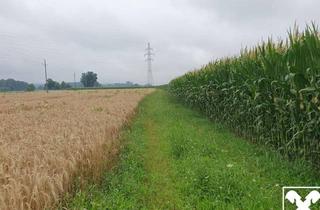 Grundstück zu kaufen in 5231 Schalchen, Landwirtschaftlicher Nutzgrund