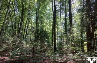 Grundstück zu kaufen in 5120 Haigermoos, Waldgrundstück - Mischbaumbestand mit guter Zufahrt