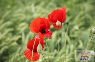 Haus kaufen in 5233 Pischelsdorf am Engelbach, ALLEINLAGE - Bauernsacherl mit ca. 4,8 Hektar!