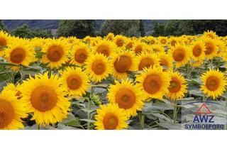 Gewerbeimmobilie kaufen in 2453 Sommerein, Ackerfläche