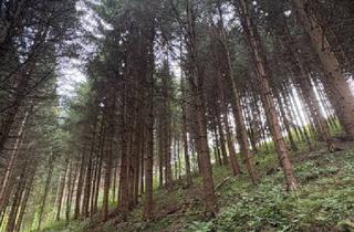 Agrarfläche kaufen in 8720 Knittelfeld, 8 ha Landw. Flächen in Knittelfeld