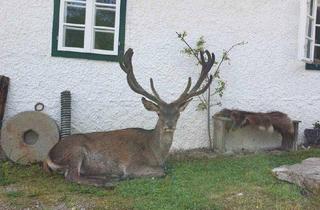 Gewerbeimmobilie kaufen in 3340 Waidhofen an der Ybbs, Eigenjagd mit zwei Gutshöfen