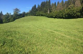 Gewerbeimmobilie kaufen in 8756 Pichlhofen, 3,2 ha zweimähdige Wiese oder Weidefläche