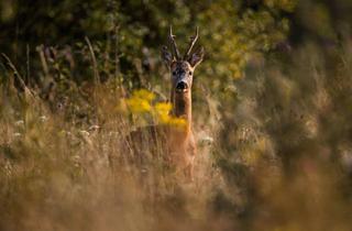Gewerbeimmobilie kaufen in 8051 Thal, 175 ha Eigenjagd in Graz Umgebung
