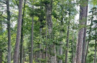 Gewerbeimmobilie kaufen in 9100 Völkermarkt, 230 ha Eigenjagd Kärnten