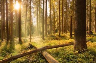 Gewerbeimmobilie kaufen in 2082 Merkersdorf, 390 ha Waldbesitz mit 460 ha Jagdfläche