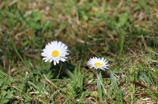 Grundstück zu kaufen in 9872 Millstatt am See, Idyllisches Baugrundstück in Obermillstatt – Wohnen, wo andere Urlaub machen