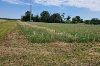 Grundstück zu kaufen in 2604 Theresienfeld, Großes Baugrundstück mit ca 6000 m² in Theresienfeld