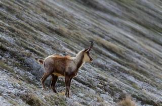 Agrarfläche kaufen in 9800 Spittal an der Drau, Private Eigenjagd in Oberkärnten