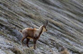 Gewerbeimmobilie kaufen in 9800 Spittal an der Drau, Private Eigenjagd in Oberkärnten