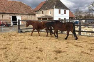 Haus kaufen in 3710 Ziersdorf, Historische Mühle - Pferdehaltung