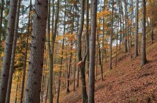 Grundstück zu kaufen in 8102 Semriach, 3,25 ha Wirtschaftswald im Grazer Bergland