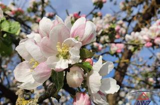 Wohnung mieten in 4600 Wels, ca. 70 m² Wohnung nähe Gebietskrankenkasse Wels zu vermieten! Euro 690,-