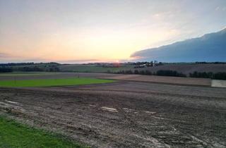 Grundstück zu kaufen in Penking, 4483 Hargelsberg, Teilbares Baugrundstück ohne Bauzwang