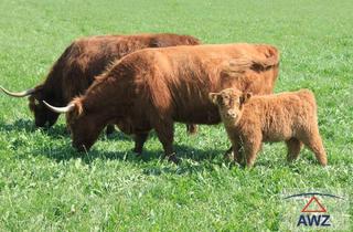 Gewerbeimmobilie kaufen in 5280 Braunau am Inn, Bauernhof mit Vielfalt im Bezirk Braunau!