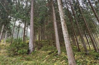 Gewerbeimmobilie kaufen in Weitenbach, 9463 Reichenfels, Zusammenhängende, ca. 2,35 ha große Waldfläche in Weitenbach bei Reichenfels im Lavanttal