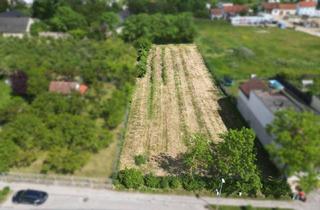 Grundstück zu kaufen in 3500 Krems an der Donau, Attrakives Baugrundstück in Krems-Gneixendorf