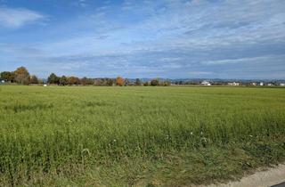 Gewerbeimmobilie kaufen in Mitterkirchen, 4343 Mitterkirchen, Verkaufe Acker / landwirtschaftliche Nutzfläche