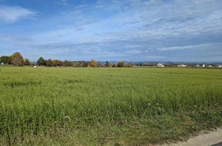 Immobilie kaufen in 4343 Mitterkirchen, Verkaufe Acker / landwirtschaftliche Nutzfläche