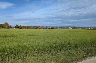 Grundstück zu kaufen in 4343 Mitterkirchen, Verkaufe Acker / landwirtschaftliche Nutzfläche