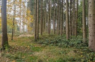 Immobilie kaufen in Schaßbach, 9431 Schaßbach, Kompakte Waldfläche in Oberaigen bei St. Andrä im Lavanttal zu verkaufen