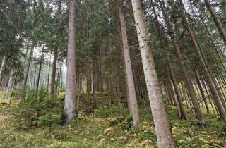 Immobilie kaufen in Weitenbach, 9463 Reichenfels, Zusammenhängende, ca. 2,35 ha große Waldfläche in Weitenbach bei Reichenfels im Lavanttal
