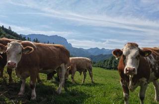 Immobilie kaufen in 4563 Micheldorf, "Hof zur Steinwänd" Gasthof und Bauernhof mit Fremdenzimmern - Wald und Wiesen!