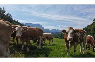 Gewerbeimmobilie kaufen in 4563 Micheldorf, "Hof zur Steinwänd" Gasthof und Bauernhof mit Fremdenzimmern - Wald und Wiesen!