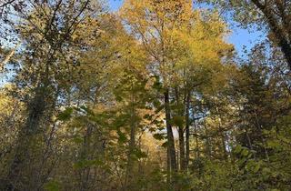 Gewerbeimmobilie kaufen in 8042 Graz, Einmalige Gelegenheit: Waldgrundstück mit ca. 3 ha in Graz-St. Peter/Messendorf zu verkaufen!