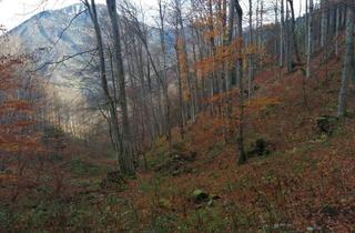 Grundstück zu kaufen in 3295 Nestelberg-Lackenhof, Mischwald zu verkaufen