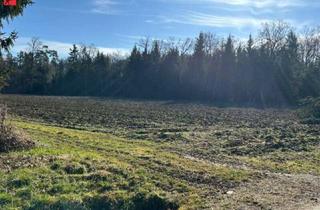 Grundstück zu kaufen in 8423 Sankt Veit am Vogau, Acker- und Waldflächen im Bezirk Leibnitz