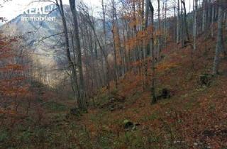 Grundstück zu kaufen in 3295 Nestelberg-Lackenhof, Mischwald zu verkaufen
