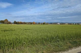 Grundstück zu kaufen in 4343 Mitterkirchen, Verkaufe Acker / landwirtschaftliche Nutzfläche
