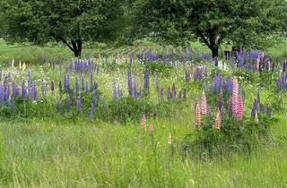 Grundstück zu kaufen in 8401 Kalsdorf bei Graz, Verpassen Sie nicht die Gelegenheit, Ihren Wohntraum in Kalsdorf bei Graz, zu verwirklichen