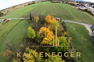 Grundstück zu kaufen in 2732 Willendorf, Ebenes Grundstück mit Altbaumbestand