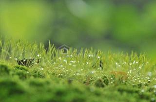 Grundstück zu kaufen in 2601 Eggendorf, BEREITS AUFGESCHLOSSEN - Baugrundstück mit Pool wartet auf neues Haus!