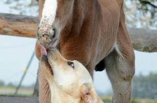 Gewerbeimmobilie kaufen in 5151 Nußdorf am Haunsberg, Traumlage mit kleiner Reitanlage!