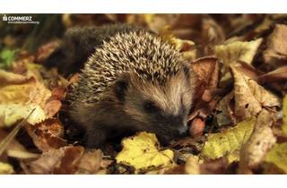 Wohnung kaufen in 1100 Wien, Gartenmomente genießen
