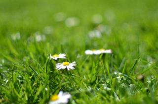 Grundstück zu kaufen in 4840 Vöcklabruck, Familien freundliches Baugrundstück nahe Vöcklabruck – zwischen Naturidylle & Stadtnähe