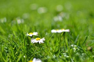 Grundstück zu kaufen in 4840 Vöcklabruck, Traum Baugrundstück am Stadtrand nahe Vöcklabruck - Exklusives Wohnen Ruhig und zentral