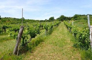 Gewerbeimmobilie kaufen in 3470 Engelmannsbrunn, SELTENE GELEGENHEIT: WEINGÄRTEN IN ENGELMANNSBRUNN, FELS AM WAGRAM, RUPPERSTHAL UND THÜRNTHAL - WEINGARTEN, LANDWIRTSCHAFTLICHE FLÄCHE