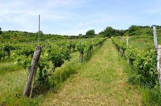Gewerbeimmobilie kaufen in 3470 Kirchberg am Wagram, SELTENE GELEGENHEIT: WEINGÄRTEN IN ENGELMANNSBRUNN, FELS AM WAGRAM, RUPPERSTHAL UND THÜRNTHAL - WEINGARTEN, LANDWIRTSCHAFTLICHE FLÄCHE
