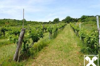 Grundstück zu kaufen in 3470 Engelmannsbrunn, SELTENE GELEGENHEIT: WEINGÄRTEN IN ENGELMANNSBRUNN, FELS AM WAGRAM, RUPPERSTHAL UND THÜRNTHAL - WEINGARTEN, LANDWIRTSCHAFTLICHE FLÄCHE
