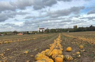 Grundstück zu kaufen in Im Eislauf, 2074 Unterretzbach, Bauplätze OHNE Bauzverpflichtung