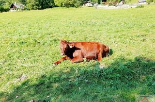 Grundstück zu kaufen in 4724 Neukirchen am Walde, Schnäppchenjäger aufgepasst!! Schöner Baugrund!