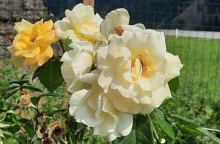 Einfamilienhaus kaufen in 9918 Strassen, Einfamilienwohnhaus mit Garten und Garage nähe Sillian zu verkaufen