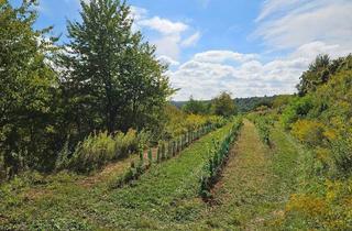 Grundstück zu kaufen in Käferbergstrasse, 3550 Langenlois, Bio Weingarten in Langenlois zu verkaufen