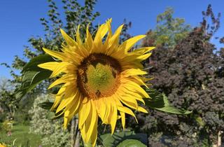 Wohnung kaufen in 5230 Mattighofen, 2-Zimmer-Balkonwohnung in Mattighofen / Top 11